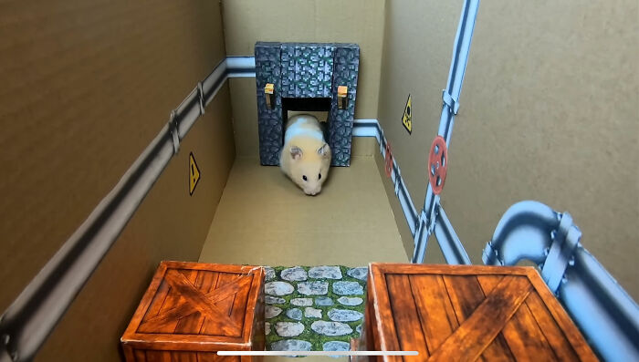 I Created A Maze Inspired By Minecraft And Let My Hamster Homa Explore It I Created A Maze Inspired By Minecraft And Let My Hamster Homa Explore It