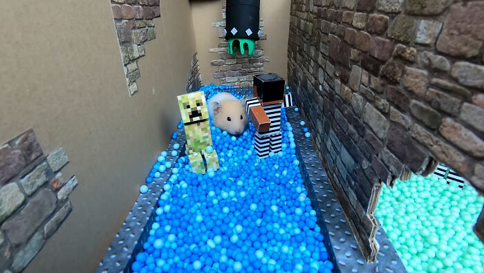 I Created A Maze Inspired By Minecraft And Let My Hamster Homa Explore It I Created A Maze Inspired By Minecraft And Let My Hamster Homa Explore It