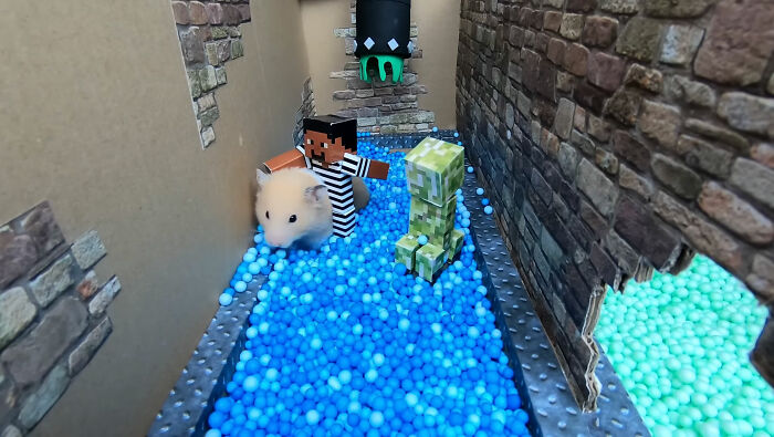 I Created A Maze Inspired By Minecraft And Let My Hamster Homa Explore It I Created A Maze Inspired By Minecraft And Let My Hamster Homa Explore It
