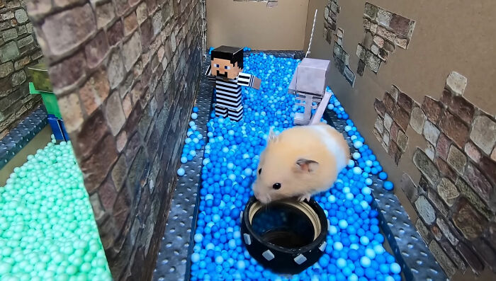 I Created A Maze Inspired By Minecraft And Let My Hamster Homa Explore It I Created A Maze Inspired By Minecraft And Let My Hamster Homa Explore It