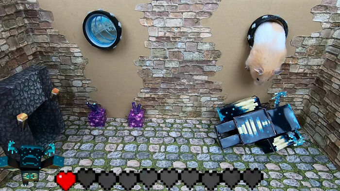 I Created A Maze Inspired By Minecraft And Let My Hamster Homa Explore It I Created A Maze Inspired By Minecraft And Let My Hamster Homa Explore It