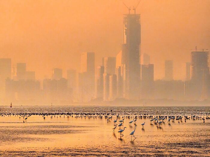 "Threats To Deep Bay Mudflat Birds In Hong Kong" By Catherine Kaling Leung
