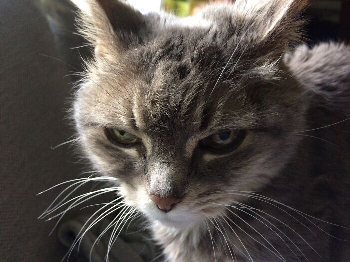 Porch Pirate. Appeared On Our Deck 19 Years Ago. We Thought She Was A Kitten But Vet Said She Was 5 Years Old Then. Died At Age 26