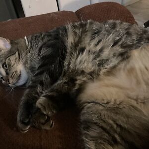 aleksandarrobinson avatar