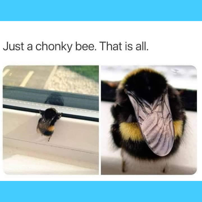 32 Memes I Found In The Dumpster And Your Mom's Basement