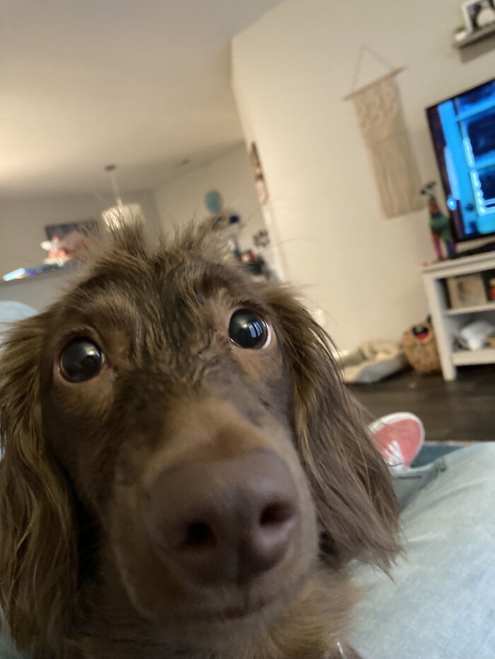 Alexander Hamilton (Hammy For Short) Has Only One Word To Describe Him: Derp