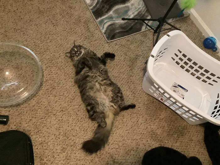 My Little Mainecoon ;)