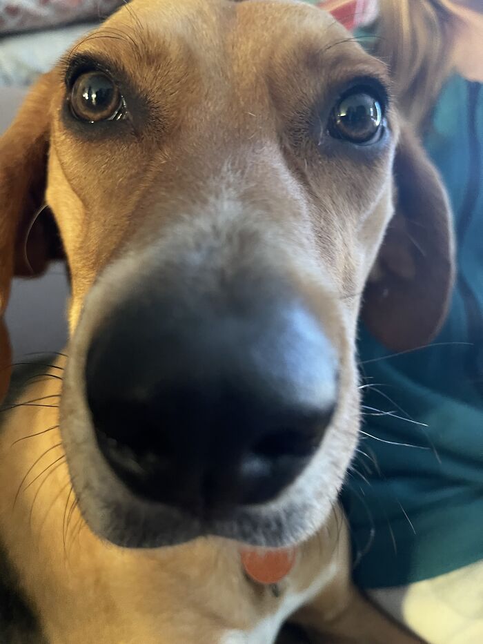 Does This Picture Make My Nose Look Big?