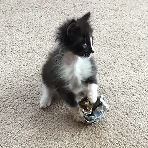 soulardmarketstlmarketing avatar