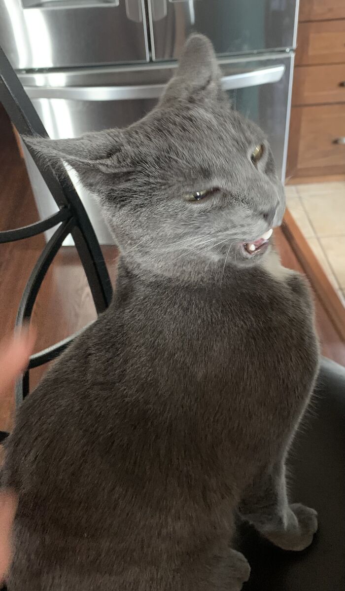 Guess Who Didn't Learn Anything About Stealing Spicy Cheese