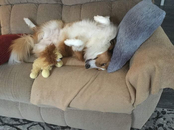 My New Dog…i Think She’s Broken…..lol