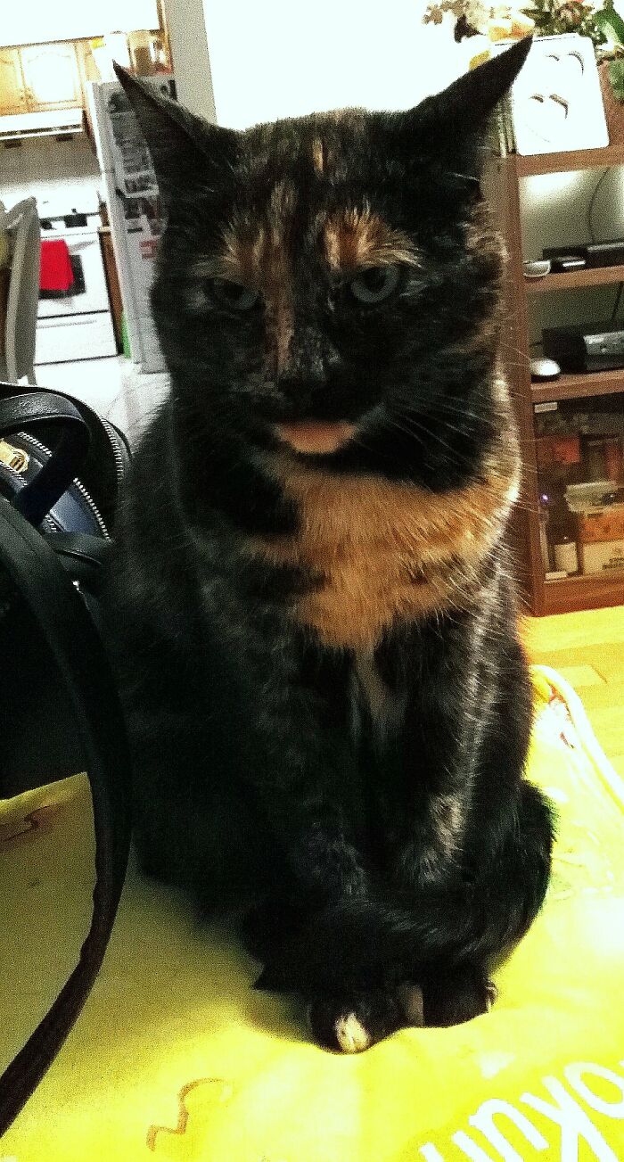 Lola, She'll Be 10 Years Old At The End Of June. She Was Fiv+ And Has Feline Herpes Since We Rescued Her From The Spca, But She's More Than Worth It