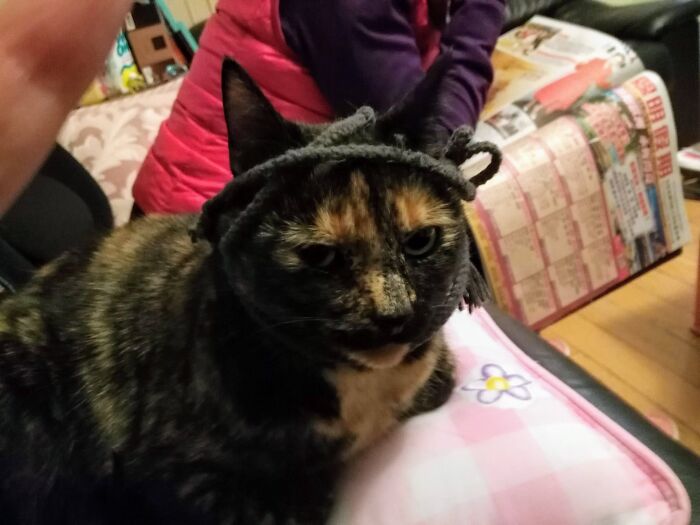 Lola Pulled The Strong Out Of My Hoodie, Got Tangled Up, And It's Somehow My Fault