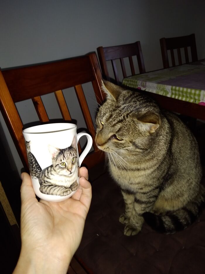 In Memory Of My Cat, Kex!