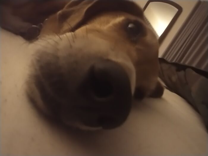 Another Pic Of My Big Yawn Pup. His Name Is Finn