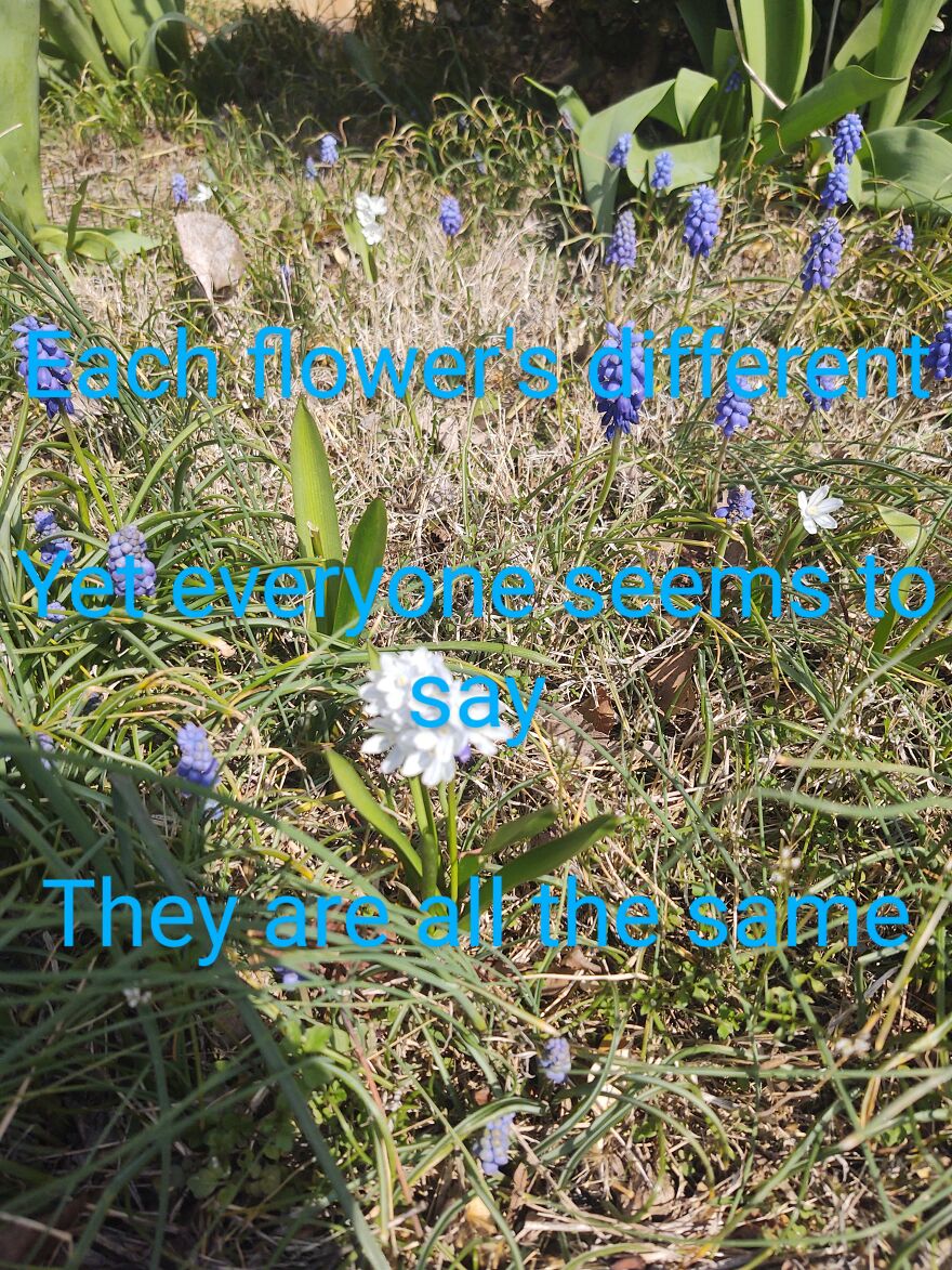 I Wrote A Series.of Haikus To Go With Photos Of.local Scenery I Took