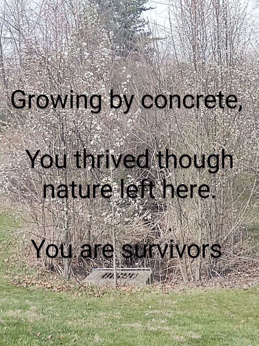 I Wrote Poems To Go With Pictures I Took Of Local Scenery