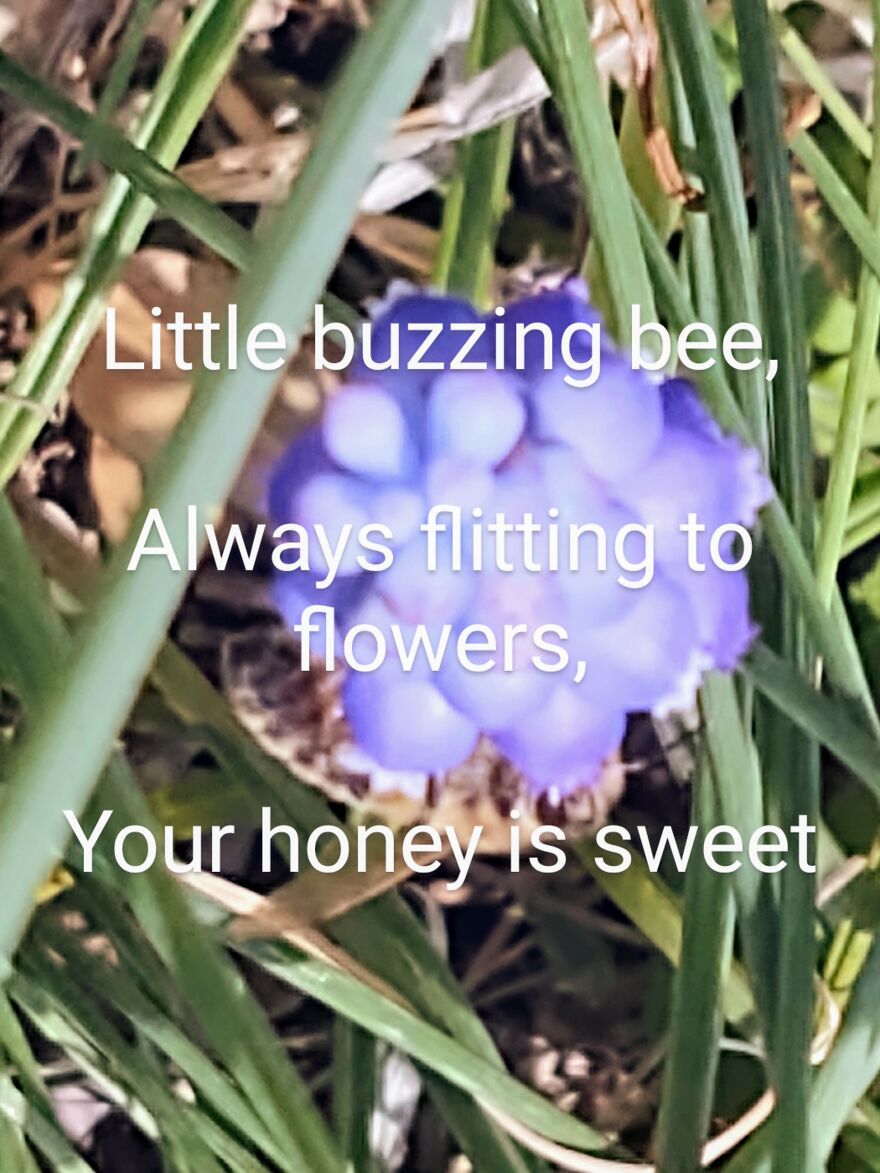 I Wrote A Series.of Haikus To Go With Photos Of.local Scenery I Took