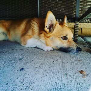 Hi_im_a_doge (she/her)