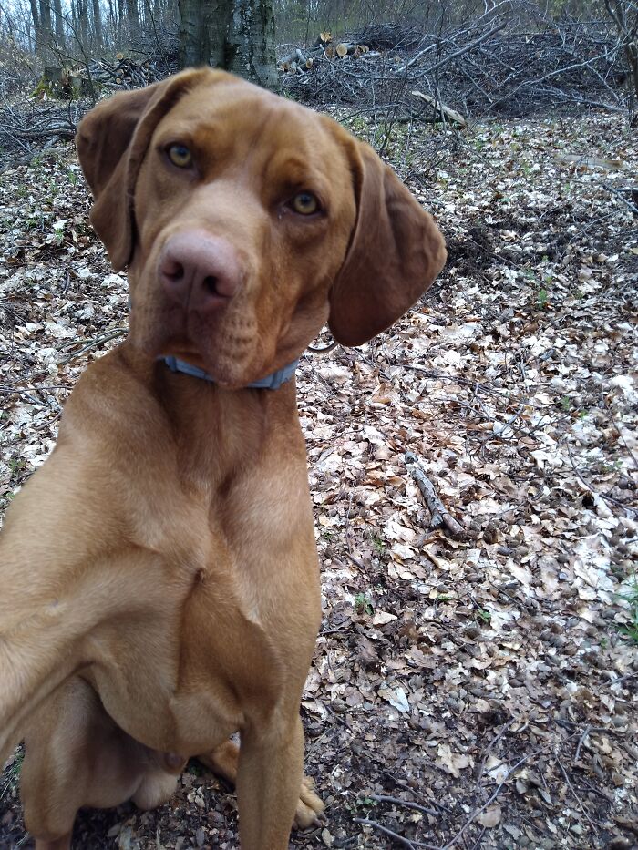Hey Girls - Single Vizsla Boy Is On Loose!