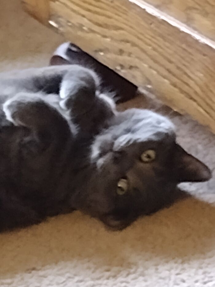 My Profile Pic! Introducing..... I Found The Catnip Stash Cat!!