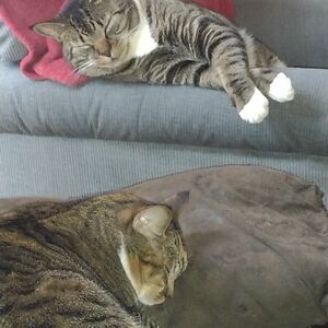 kstaffleitner avatar