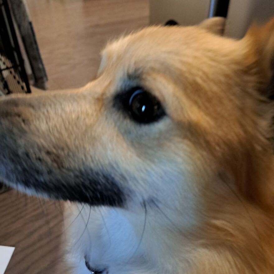 Show Me Pics Of Ur Pet! :}