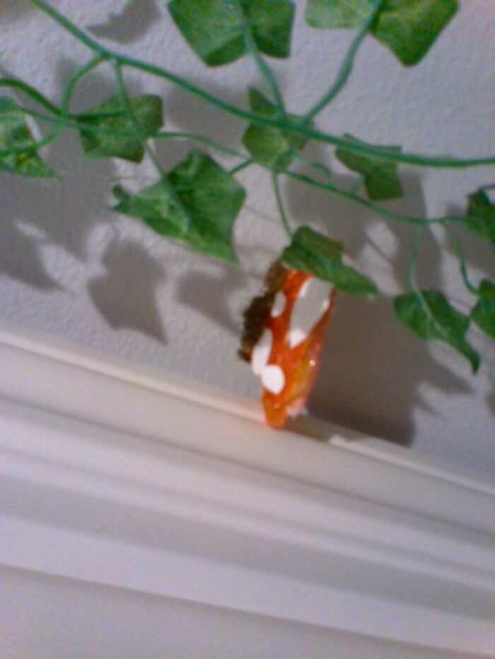 Lil DIY Mushroom Wall Thing I Made