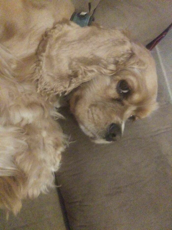 What Do You Want Hooman?!?