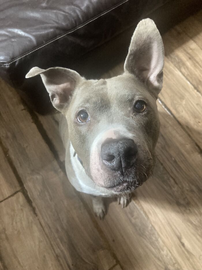 This Is Harley. Before We Brought Her In, She Was Used For Breeding. Before That, She Was Used For Fighting; But She Was Called “ Too Sweet And Nice” They Weren’t Wrong. She’s Great. She’s Deaf Now From Age; But I Love Her To Death