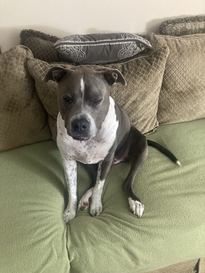 My Doggos! Lmk If You Want The Names!