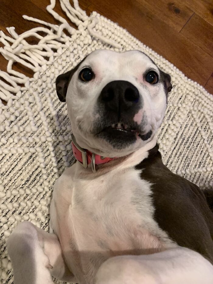 My Rescue Pittie Jewell