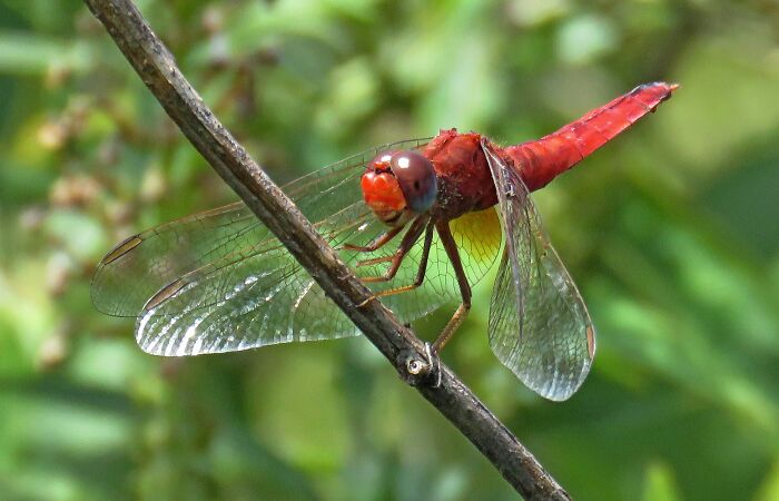 I Hope This Counts - Dragonfly, Canon Power Shot Sx60hs