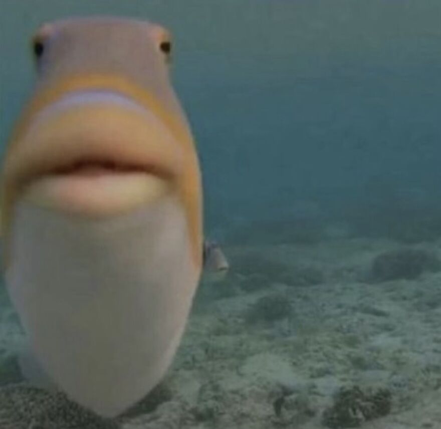 19 Memes I Stole From Area 69