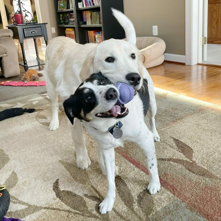 Give It Back! No, It Is Mine!