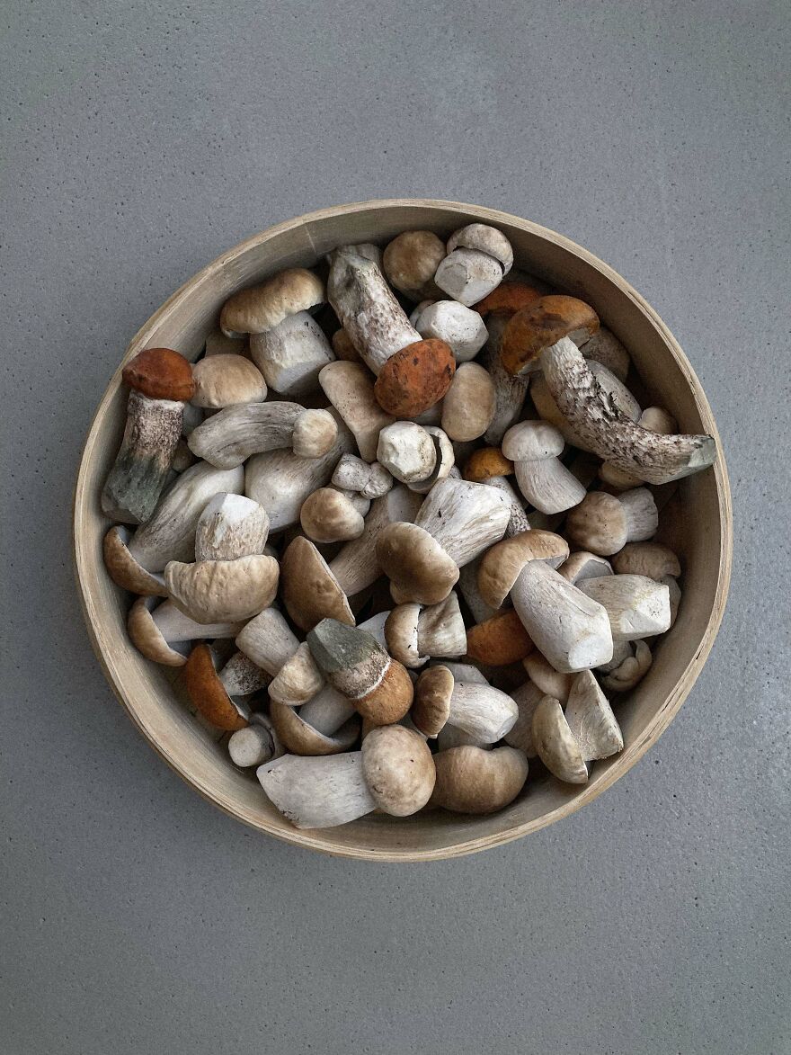 Celebrating Nature's Masterpiece: Stunning Mushroom Flatlays Curated Straight From The Woods By Moritz Schmid