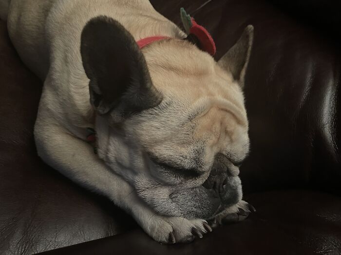 This Is My Partner’s Dog, Betty. An Ex-Puppy Farm Bitch Who Had Been Used To Breed Multiple Litters. She Didn’t Really Know How To Be A Dog When She First Arrived. Now She’s A Happy-Go-Lucky, Snoring, Barking, Farting, Ball Of Wonderful Energy Who Loves Diving Into Water And Chasing Random Objects Around, She Used To Push A Rock Around With Her Nose! Betty Is A Wonderful Addition To The Family, A Snugglebug And A Valuable Little Beastie!