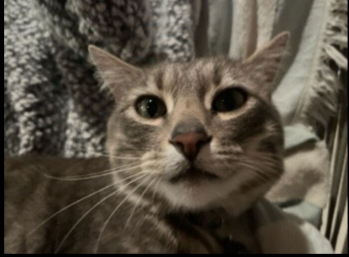 Actually, It’s Sir Captain Tiger Beard If You Please (He’s Not Mine Tho)