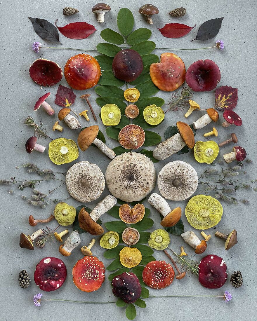 Celebrating Nature's Masterpiece: Stunning Mushroom Flatlays Curated Straight From The Woods By Moritz Schmid