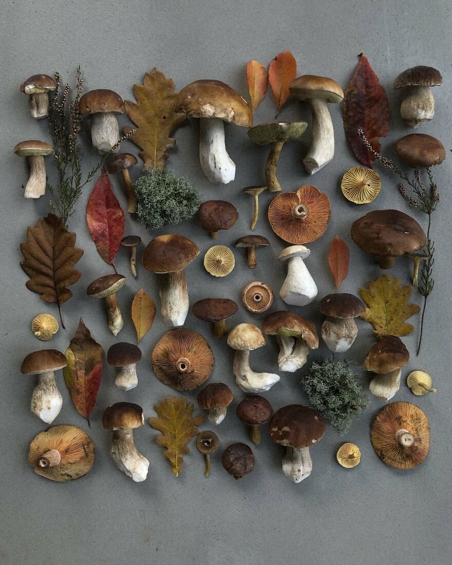 Celebrating Nature's Masterpiece: Stunning Mushroom Flatlays Curated Straight From The Woods By Moritz Schmid