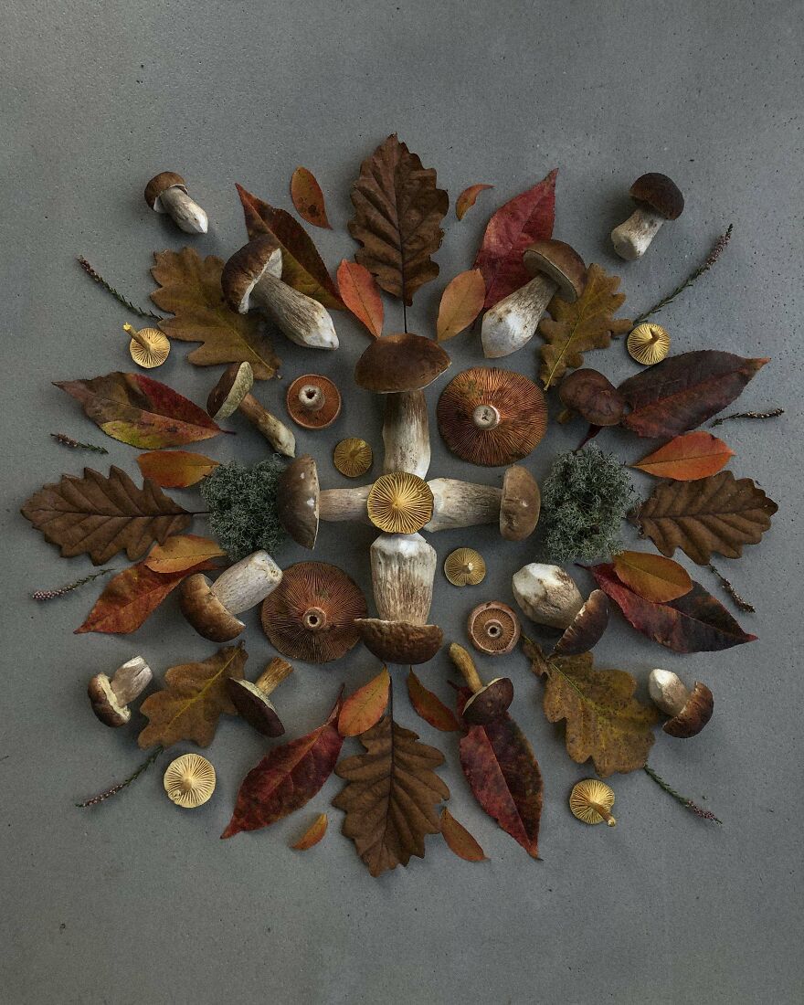 Celebrating Nature's Masterpiece: Stunning Mushroom Flatlays Curated Straight From The Woods By Moritz Schmid