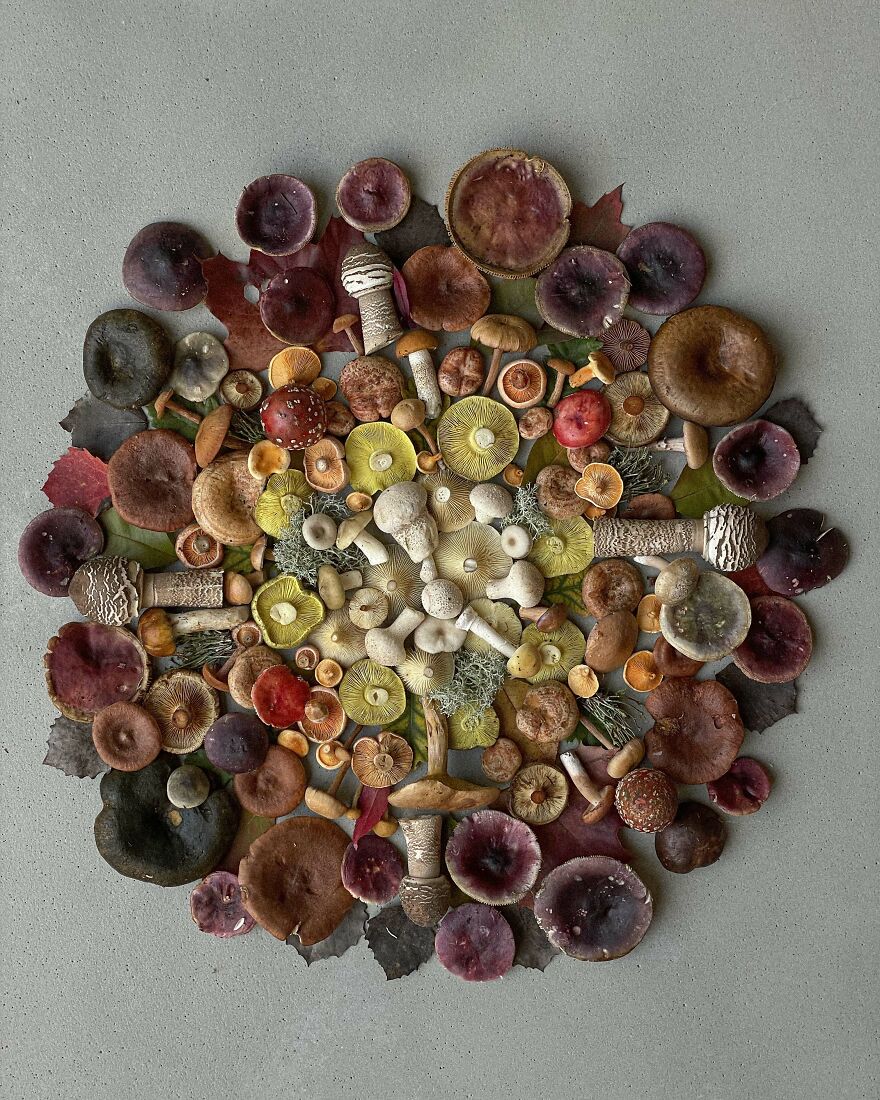 Celebrating Nature's Masterpiece: Stunning Mushroom Flatlays Curated Straight From The Woods By Moritz Schmid