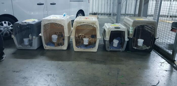 A Woman Who Selflessly Rescued Countless Animals In Cyprus Is In Urgent Need Of Help Herself A Woman Who Selflessly Rescued Countless Animals In Cyprus Is In Urgent Need Of Help Herself