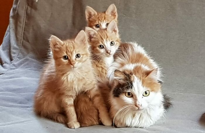 A Woman Who Selflessly Rescued Countless Animals In Cyprus Is In Urgent Need Of Help Herself A Woman Who Selflessly Rescued Countless Animals In Cyprus Is In Urgent Need Of Help Herself