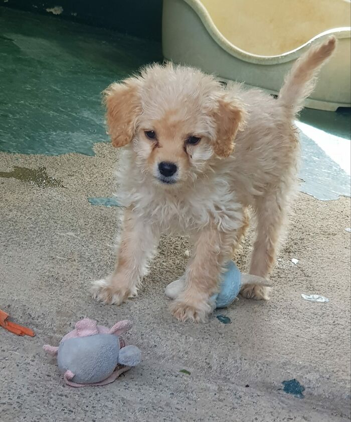 A Woman Who Selflessly Rescued Countless Animals In Cyprus Is In Urgent Need Of Help Herself A Woman Who Selflessly Rescued Countless Animals In Cyprus Is In Urgent Need Of Help Herself