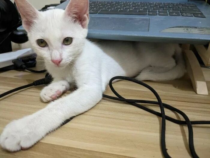 Guy Finds An Abandoned Kitten Glued To An Object, Asks Help From Reddit Users, And Provides The Kitten A Forever Home Following The Journey To Recovery