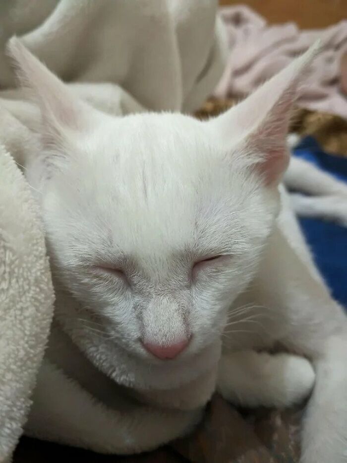 Guy Finds An Abandoned Kitten Glued To An Object, Asks Help From Reddit Users, And Provides The Kitten A Forever Home Following The Journey To Recovery