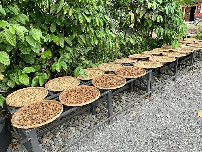 Kopi Luwak ($150 Per 100 Grams)