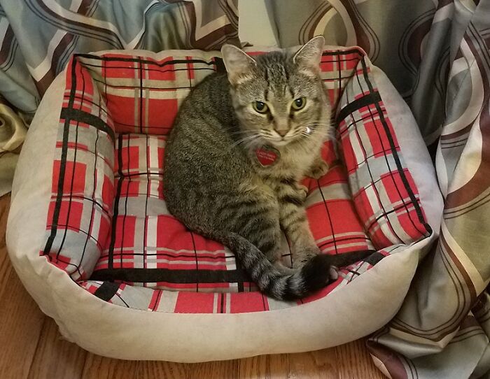 Second Rescue: Lady Grey