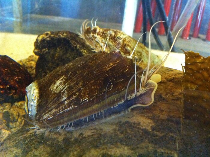 Abalone ($120 Per Mollusk)